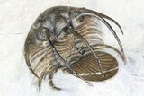 Nice, Kolihapeltis Trilobite - Rare Species #86315-6